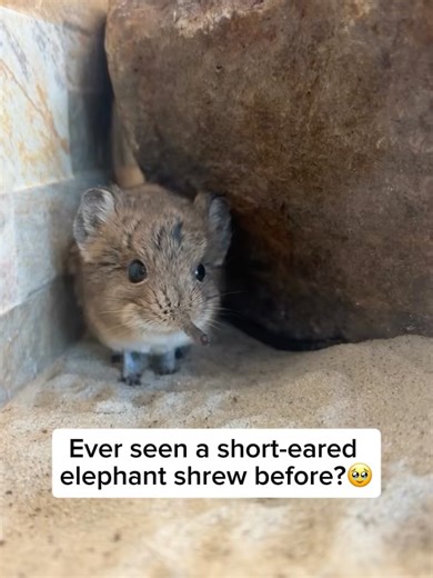 Beyond the Wildlife on Instagram: "The short-eared elephant shrew, also called a sengi, is a small insect-eating mammal with a long, flexible snout that helps it sniff out insects and other tiny prey. Despite their name, these curious creatures are not true shrews. They are more closely related to elephants, aardvarks, and manatees. Known for their remarkable speed and agility, they can sprint up to 18 miles per hour to escape predators. Interestingly, short-eared elephant shrews create intricat