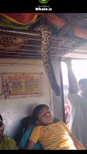 😳😳 #fyp #snake #funny | Mr Next