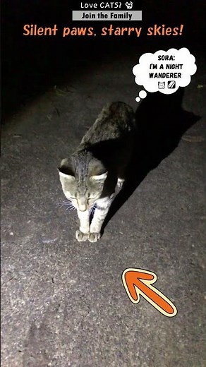 The cat walks in the garden at night. #shorts #catshorts #trending