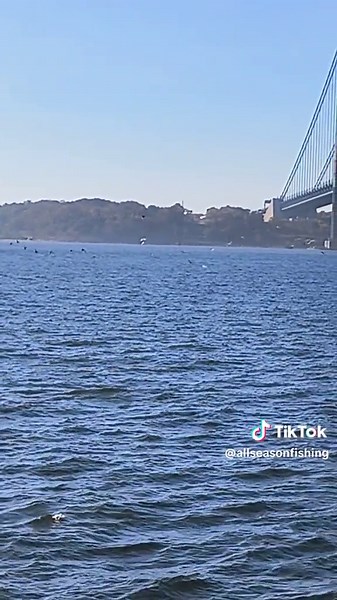 crazy blitz 🔥🎣 yesterday. & I broke my favorite rod 😞. full video coming ony YouTube channel link in profile #fish #fallrun #saltwaterfishing #mojosurf #brooklyn #fisherman #stripedbassfishing #fallrunfiahing #nyc #fyp #blitz #allseasonfishing #allseason #نيويورك #fishing #surffishing #