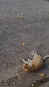 HORRIBLE KID.. . HYPNOTIZED.. . #foryoupageシforyou #foryouシpage #foryoupageviralシ゚ #foryoupagereels #viralreelschallenge #viralvideochallenge #unbelievable #paranormalactivity #viralchallenge #scary #hypnosis #wildlifephotography #magical #blackmagic | Fahad Saeed