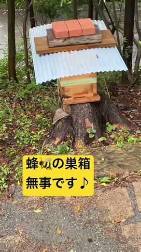 蜂の巣箱 #庭作業 #アウトドア #ミツバチ #台風