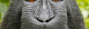 Monkey-selfie lawsuit finally ends: Court affirms adorable macaque can’t sue