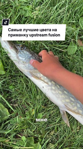 Gold milk самый крутой у меня цвет! Upstream лучшие @UPSTREAM | силіконові приманки Тгк: d1xep fishing, мой ютуб: d1xep fishing подписуйся там много про рыбалку!🎣 #fyp #on #viral #upstream #d1xepfishing
