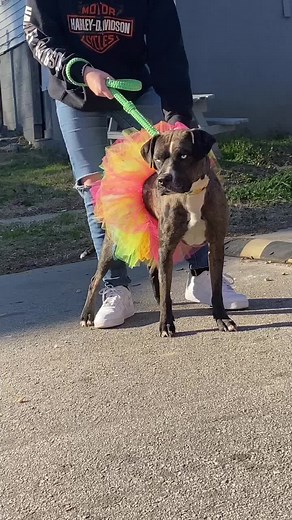 Muscledupmutts on TikTok