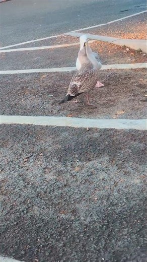Juvenile Herring Gull begging for regurgitated food from parent