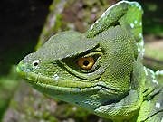 Fun Reptile Games Online | Play Free Reptiles Html5 Game