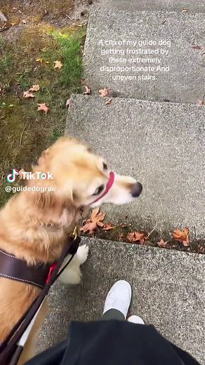 Guide Dog Handling Uneven Stairs