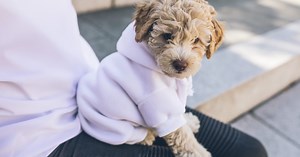 Make dog clothes from baby clothes in 4 easy steps