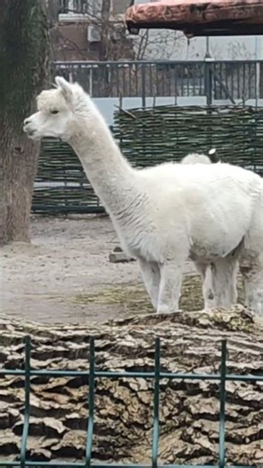 Смішна альпака🦙🤗/ Beautiful alpaca/ animals​