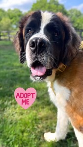 💚Available for adoption💚 💚Fergus 💚approximately 8 months old male Saint Bernard puppy ✅UTD on age appropriate vet care, vaccine & preventatives 🐶Good with other dogs 🐱Good with dog savvy cats 👧🏻Kids 13 yrs old 🚨Will need continued work on house breaking, manners and basic training 🌎Location Nashville TN area 🚗We adopt nationwide #nashville #adopt #adoptme #adoptable #adoptabledog #adoptabledogsofinstagram #fosteringsaveslives #saintbernard #saintbernardsofinstagram #saintbernardforado