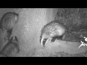 Badger cubs chatter whilst playing on a tree