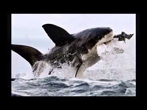 Scariest Flying Sharks