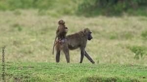 Olive Baboon Papio anubis also Anubis baboon, Cercopithecidae, Old World monkey from Africa, inhabits savannahs, steppes, and forests, small baby on mother back, playing on the grass in Hells Gate.