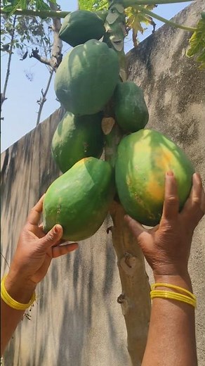 Papaya Harvesting | Right Time to Pick Papaya 🍈