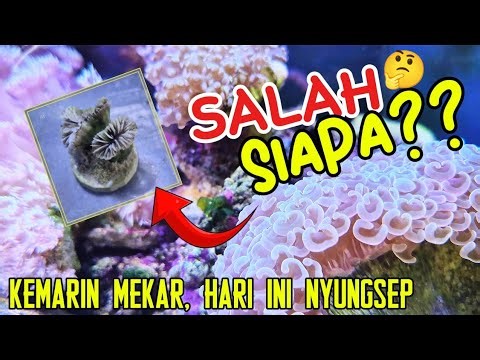 Kenapa sih Coral Kita Sering Ga Mekar??