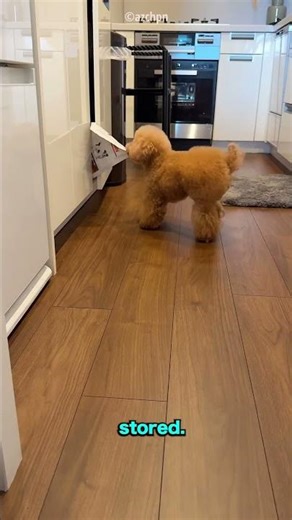 little dog up sets to eat snack to this machine