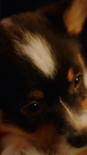 Check out Daveed Digg's official music video "Puppy for Hanukkah!" DisneyJunior