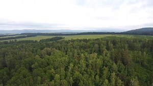 Forest, Nature, Landscape. Free Stock Video