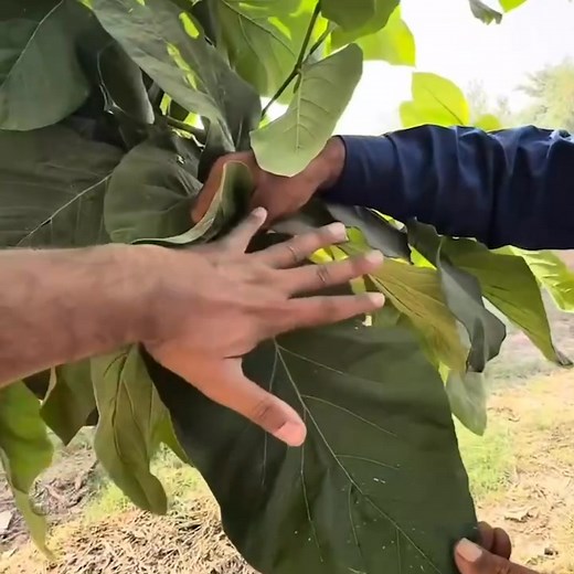 28K views · 1K reactions | Promote Punjabi Zuban on Reels | Facebook