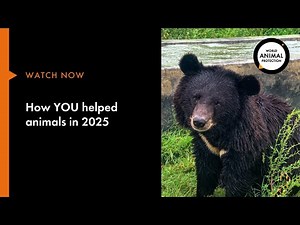 How YOU helped animals in 2025!
