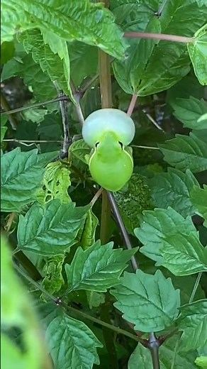 🐸 Loud Frog Croaks | Jungle Night Soundscape