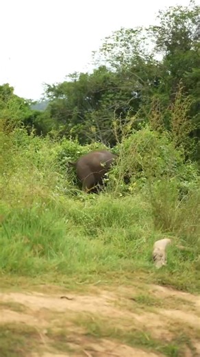 Help I’m stuck !! 🐘 What you're seeing: Our elephant got curious and decided to explore the bushes during her daily exercise time! She wandered in on her own and came right out when our staff called her. 💚 Her choice, her pace: Our elephants have the freedom to explore our forest area during their supervised exercise time. Our experienced care team is always nearby, but the elephants decide where they want to go and what they want to investigate! 🌿 Daily routine: Just like humans, elephants n