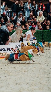The Corgis (and more) are on their way to SPRUCE MEADOWS! Corgi Racing, Dachshund Dashes, Duck Herding, Spruce Meadows Prairie Dogs, and more happen at our EPIC Weekends this summer. PSSSST: Do you have a Corgi or Dachshund that has what it takes? You can sign them up to be racers with @southernalbertacorgiracers or @albertadachshundrescue—no race training required! Tickets for EPIC Weekends start at just $5 for children and seniors and $15 for adults. Get your tickets now, link in our bio or sp