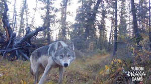 171K views · 7.8K reactions | A multi-camera compilation of wolf activity from 2021. It’s estimated there may be up to 5,000 wolves in the Yukon, an area of 482,000 + square kilometres. #yukonwildlife | Yukon Wildlife Cams | Facebook