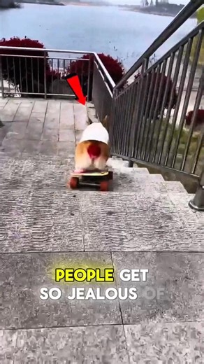 Skateboarding Dog Steals the Show 🐶🛹 #shorts