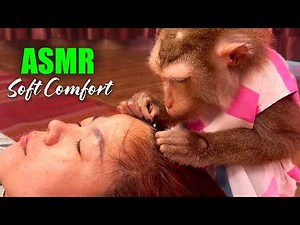 ASMR Monkey (No Talking) | Most Satisfying & Incredibly TINGLY Hair Pick For Pure Comfort