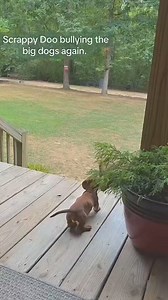 177K views · 5.3K reactions | Puppy is not afraid of anything, not even that big dog 藍藍 ©dachshund.overload #dachshundarlequim #dachshundcentral #dachshundchile #dachshundcorner #dachshundcross #dachshundlonghair #dachshundlove_feature #dachshundrescue #dachshundsofaustralia #dachshundsofmelbourne #dachshundsofnyc #dachshundstagram #dachshundstyle #dachshundswithivdd #dachshundsworldwide | Sally F.Johnson | Facebook