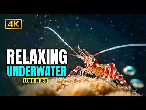 Ocean Paradise in 4K HDR | Stunning Underwater World