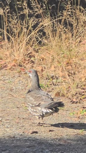 Spruce Grouse #uplandhunting #grouse | Annapolis Pointing Dog Company LLC