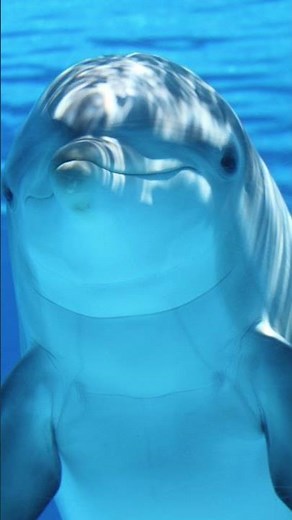 Dolphin Sound Effect: Dolphin Noises #shorts #sound #dolphin