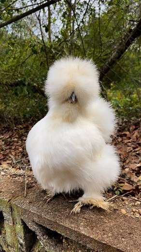 Goodmorning 🥰 | The Chicken Hill