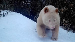 Recentemente, a Reserva Natural Nacional de Wolong, na província de Sichuan, divulgou pela primeira vez as imagens completas de movimento do único panda gigante branco selvagem conhecido no mundo. Este é um panda gigante albino muito raro, provavelmente causado pela mutação genética, e agora tem cinco ou seis anos de idade. | CRI - Rádio Internacional da China