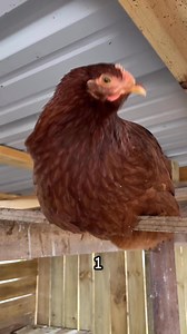 Who’s the Cinderella? ❤️😅 they’re all sisters #chickenlover #adsonreels #fyp #chickenpets #favorite #backyardchickens #adorable #animallover #followers #whoisshe #cinderella | My lovely Animals