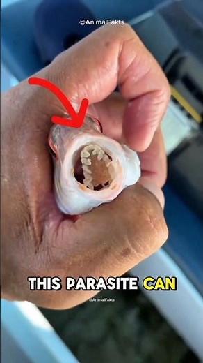 The Creepy Parasite That Replaces a Fish’s Tongue!😧😧