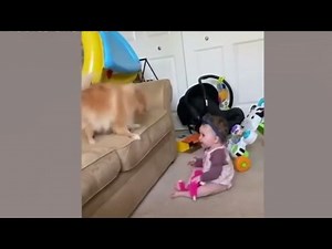 The dog is playing with the dolls