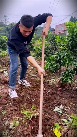 simple technique of hoeing cassava from village agricultural products #shorts