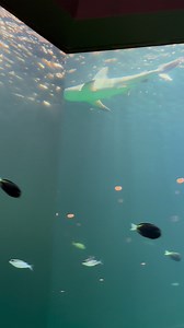 8.6K views · 693 reactions | Our first shark introduction is going swimmingly! Chandler and Chewie are finding their flow together in the Pacific Reef habitat. Meet this sandbar shark and zebra shark (plus many more aquatic residents) when the Sobela Ocean Aquarium opens Sept. 1! Video by Ellie, communications manager | Kansas City Zoo & Aquarium | Facebook