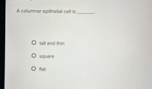 A columnar epithelial cell is \qquadtall and thinsquareflat... | Filo