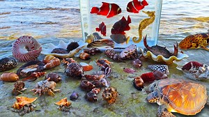 37K views · 262 reactions | Find snails, hermit crabs, colorful fish in the sea, sea horses, sharks, sea fish, turtles #indonaturevalues | Indo Nature Values | Facebook