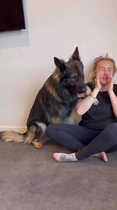 Having a howl off #gsd #dogmomlife #germanshepherd #doglife #gsdlove #dog #usa Credit:@absolute_kaos1(ig) | Karen Clements