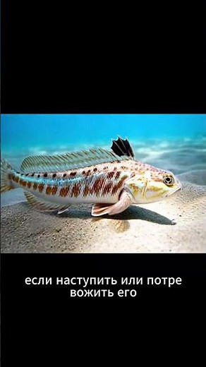 Морской дракон: смертельно опасная рыба 🐉⚠️ #морскойдракон #ядовитаярыба #опасныеживотные #океан