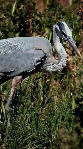 1.8K views · 23 reactions | Great Blue Heron and Great Egret Hunting #Birds | Review Birds News | Facebook