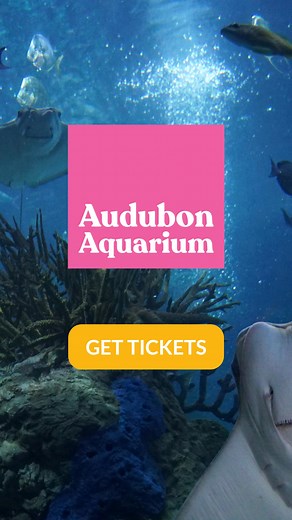 The best souvenir? A memory you didn’t post. ✨ Discover a side of New Orleans where connection happens face-to-face and fin-to-fin. | Audubon Aquarium