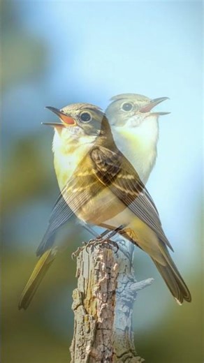 Quick Three Beers Call | This Calling Bird Perched On A Snag | 4K Cinematic Bird Sounds