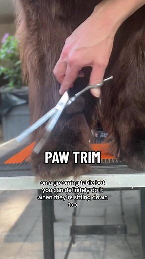 How to trim the hair on a Newfoundland’s paw. #newfoundlanddog #brownnewfie #newfiesoftiktok #dogpaws #dogtrim #dogpaws #groomingtips